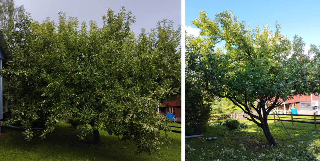 Beskärning i Hälsingland